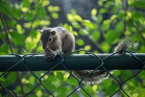 A picture of the Indian palm squirrel or three-striped palm squirrel eating a nut photo