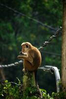 imagen de el gorro de cocinero macaco es un rojizo marrón de colores antiguo mundo mono endémico a sri lanka foto