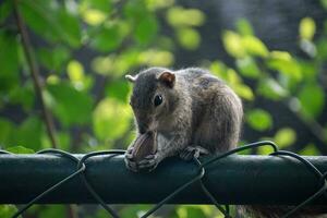 A picture of the Indian palm squirrel or three-striped palm squirrel eating a nut photo