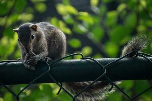 A picture of the Indian palm squirrel or three-striped palm squirrel eating a nut photo