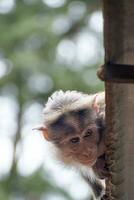 rhesus mono sentado y mirando alrededor foto