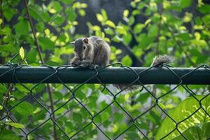 A picture of the Indian palm squirrel or three-striped palm squirrel eating a nut photo