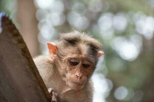 Rhesus Monkey sitting and looking around photo