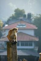 imagen de el gorro de cocinero macaco es un rojizo marrón de colores antiguo mundo mono endémico a sri lanka foto