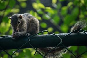 A picture of the Indian palm squirrel or three-striped palm squirrel eating a nut photo