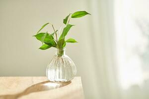 Glass vase in the sun with a ficus shoot that takes root in the water. photo