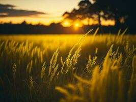 ai generado resumen suave atención puesta de sol campo paisaje de amarillo flores y césped prado calentar dorado hora puesta de sol amanecer tiempo. tranquilo primavera verano naturaleza de cerca y borroso bosque antecedentes. foto