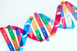 DNA molecule spiral structure model isolated on white background, chromosome and gene chemical science biology. photo