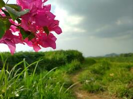 Green Sawah and Bougainvill picturesque scene capturing the beauty of a lush paddy field, with vibrant Bougainvillea flowers adding a burst of color. photo