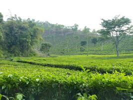 The serenity of the tea garden is complemented by the surrounding hills, contributing to a tranquil and scenic environment. photo