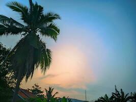 a palm tree in front of a blue sky photo