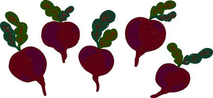 beetroot clip art vector