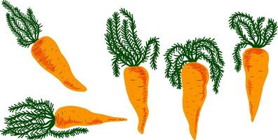 carrots with leaves vector