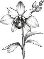 AI generated Thai Orchid Icon png