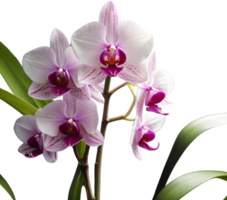 ai gerado tailandês orquídea ícone png