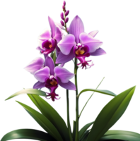 ai generado tailandés orquídea icono png