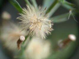 un salvaje flor floreciente en el jardín foto