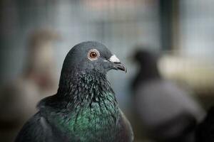 portrait of homing pigeon in home loft photo