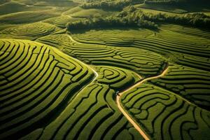 Tea field plantation background. photo shot from a drone to fields and hills with tea or rice