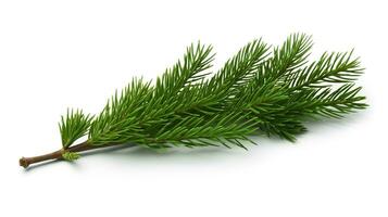 AI generated Spruce Branch Isolated on the White Background, Christmas Event photo