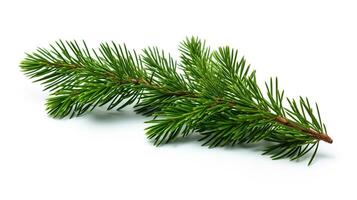 AI generated Spruce Branch Isolated on the White Background, Christmas Event photo