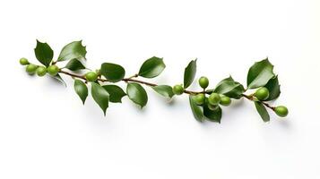 AI generated Christmas Mistletoe Isolated on the White Background photo