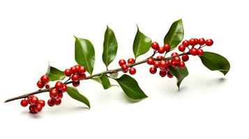 AI generated Christmas Mistletoe Isolated on the White Background photo