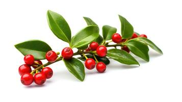 AI generated Christmas Mistletoe Isolated on the White Background photo