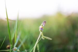 Macro close focus on a butterfly in a meadow in nature in the rays of sunlight in summer in the spring . photo