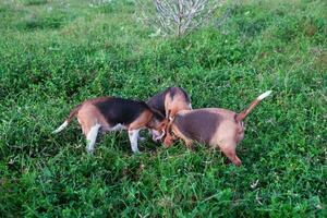 A gang of beagle dogs play in the green grass in the farm in the evening. photo