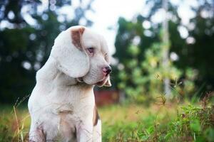 An adorable white fur beagle dog sitting on the grass field. photo