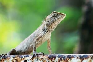 Grey lizards on rusty iron. photo