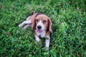 An adorable beagle dog lying on the green grass in the meadow. photo