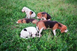 A gang of beagle dogs play in the green grass in the farm in the evening. photo