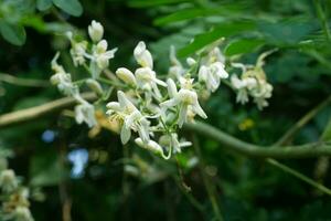 Moringa flowers on its tree  in nature background.Selective focus. photo