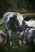 Portrait of a domestic black and white cow grazing in a field in the Flanders region, Belgium photo