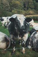 retrato de un Doméstico negro y blanco vaca pasto en un campo en el flandes región, Bélgica foto