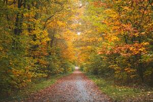 Colourful autumn forest in Hoge Kempen National Park, eastern Belgium during sunset. A walk through the wilderness in the Flanders region in November photo