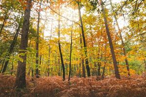 Colourful autumn forest in Hoge Kempen National Park, eastern Belgium during sunset. A walk through the wilderness in the Flanders region in November photo