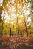 Colourful autumn forest in Hoge Kempen National Park, eastern Belgium during sunset. A walk through the wilderness in the Flanders region in November photo