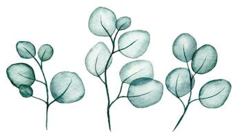 watercolor drawing transparent eucalyptus leaves. set of transparent eucalyptus branches and leaves, x-ray vector