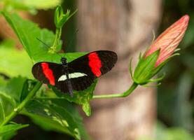 butterfly feeding on a flower photo