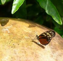 butterfly sitting on a stone photo