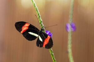 mariposa sentada en una flor foto