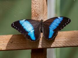 Butterfly sitting on a wooden post photo