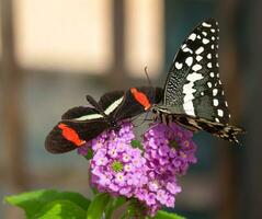 dos mariposas sentadas en una flor foto