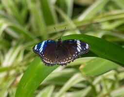 butterfly sitting on a leaf photo