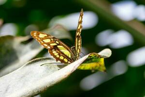 butterfly sitting on a leaf photo