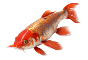 ai generado realista retrato de ornamental koi pez de colores, con un transparente fondo, generativo ai png