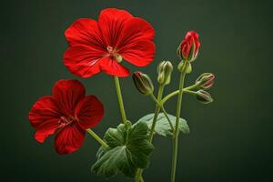 AI Generated Nature beauty red petal macro closeup gardening leaf flower spring geranium summer photo